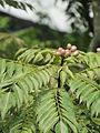 Murraya koenigii (Curry leaf) leaves in RDA, Bogra