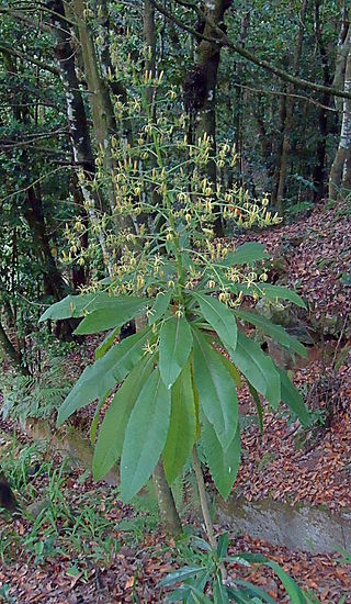 <i>Musschia wollastonii</i> Species of plant