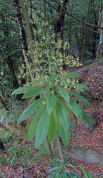 File:Musschia wollastonii - Ribeiro Frio, Madeira - Aug 2012.jpg