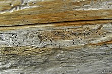 Mycocalicium subtile - Flickr - pellaea (1).jpg