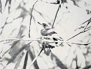 Guam Monarch, photographed on Mount Santa Rosa, Guam in 1948