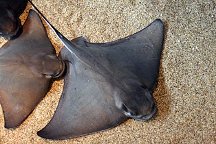Bat rays are found around the Galápagos Islands and along the US west coast