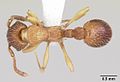 Myrmica pinetorumer casent0104883 dorsal 1. jpg