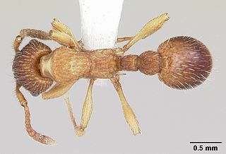 <i>Myrmica pinetorum</i> Species of ant