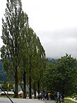 Row of poplars in Ossiach