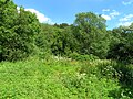 Čeština: Přírodní památka Na Obůrce na jihu Třemošnice English: Na Obůrce national reserve in Třemošnice, Czech Republic