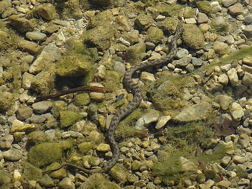 Couleuvre vipérine (« Natrix maura ») dans la rivière Albarine (France)