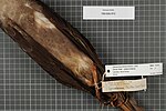 Миниатюра для Файл:Naturalis Biodiversity Center - RMNH.AVES.101735 - Corvus tristis Lesson &amp; Garnot, 1827 - Corvidae - bird skin specimen.jpeg