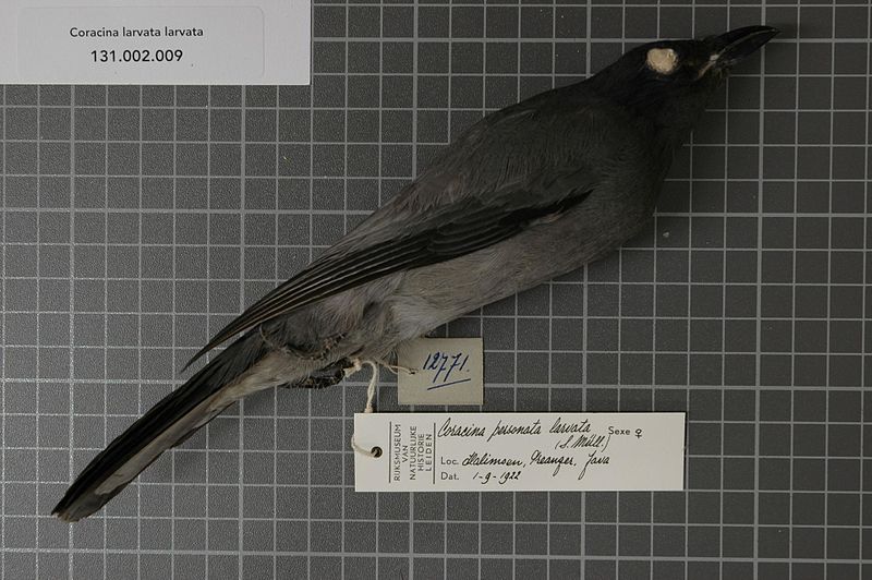 File:Naturalis Biodiversity Center - RMNH.AVES.48239 1 - Coracina larvata larvata (Muller, 1843) - Campephagidae - bird skin specimen.jpeg