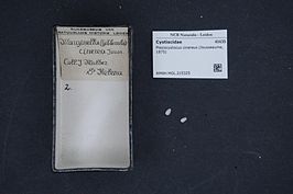 Plesiocystiscus cinereus