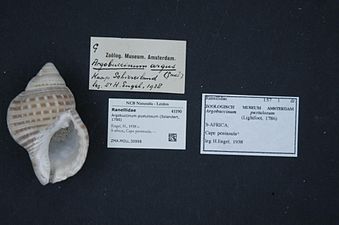 Argobuccinum pustulosum (Solandert, 1786)