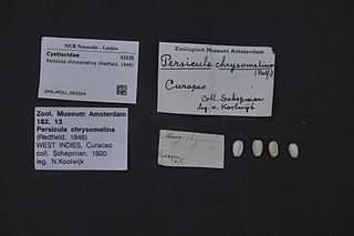 <i>Persicula chrysomelina</i> Species of gastropod