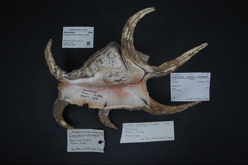 File:Naturalis Biodiversity Center - ZMA.MOLL.49672 - Harpago chiragra (Linnaeus, 1758) - Strombidae - Mollusc shell.jpeg