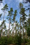 Nature reserve dune pine forest at Langhagensee Kiefern.jpg