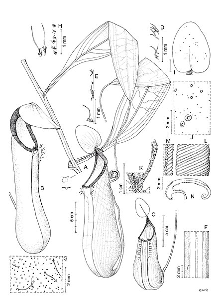 File:Nepenthes kitanglad botanical illustration.jpg