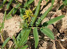 Neptunia dimorphantha flower.jpg