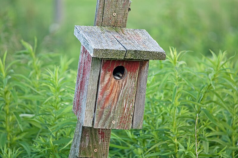 File:Nesting Tree Swallow in Herkimer County, New York 2.jpg