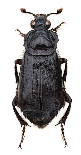 Жук могильник. Nicrophorus humator. Могильщик чёрный (Nicrophorus humator). Nicrophorus interruptus Жук. Жуки-могильщики жуки.