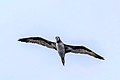 * Nomination: Northern gannet (Morus bassanus) juvenile in flight off Sagres, Portugal by User:Charlesjsharp --Ezarate 12:01, 3 December 2022 (UTC) * Review Good image in many ways but why such a small file size? --GRDN711 16:57, 3 December 2022 (UTC)