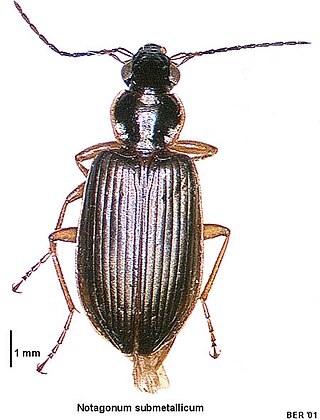 <i>Notagonum submetallicum</i> Species of beetle