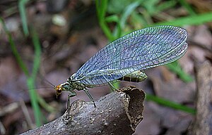 Red-headed lacewing (Nothochrysa fulviceps)