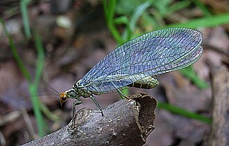 Nothochrysa fulviceps Nothochrysa fulviceps bl2.JPG