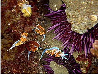 Five individuals of Hermissenda opalescens in a Central California tidepool Nudibranches and sea urchin.jpg