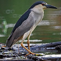 Bihoreau gris (Nycticorax nycticorax).