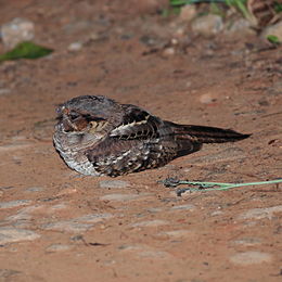 Nyctidromus albicollis