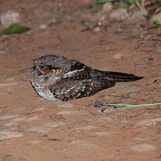 <i>Nyctidromus</i> Genus of birds