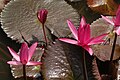 Nymphaea rubra