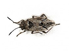 Nysius huttoni (Lygaeidae) - (imago), Nijmegen, the Netherlands - 2.jpg