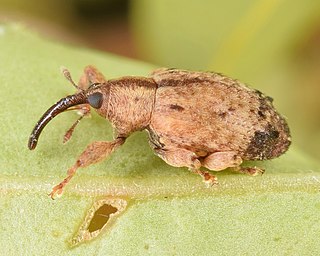 <i>Ochyromera ligustri</i> Species of beetle