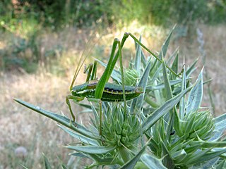 <i>Odontura</i> (katydid) Genus of cricket-like animals