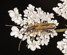 Mâle : fémurs renflés, pronotum noir