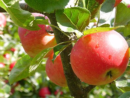 Apples, with cherries, pears and prunes, are the major produce of Limburgian fruit-growing businesses