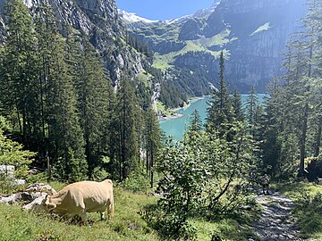 Bergwald mit weidender Kuh und Bergwanderweg zum See