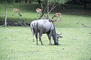 Offroad Safari v ZOO Dvůr Králové 28.5.2016