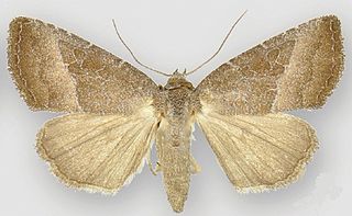 <i>Ogdoconta cinereola</i> Species of moth