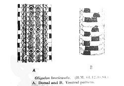 Mønstre på skindet hos O. brevicauda