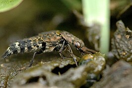 Ontholestes murinus