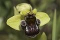 Ophrys bombyliflora Greece - Peloponnese Kazarma