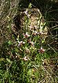 Ophrys scolopax subsp. cornuta Greece - Peloponnese plants
