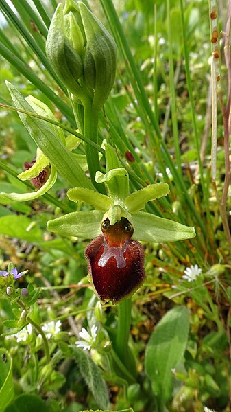 File:Ophrys sphegodes 43.jpg