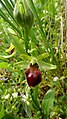 Ophrys sphegodes Germany - Iffezheim