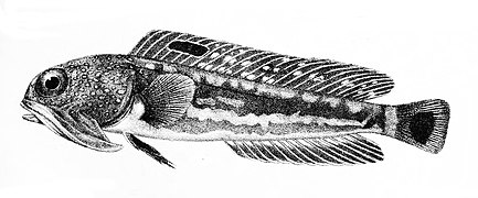 Opistognathus nigromarginatus