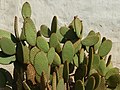 Thumbnail for Opuntia rufida