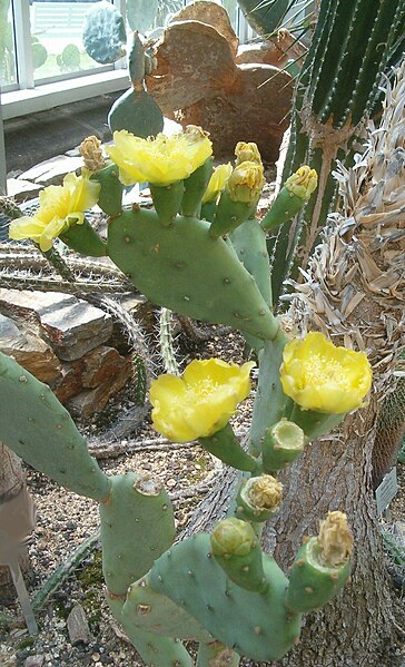 File:Opuntia stricta BotGardBln07122011C.jpg