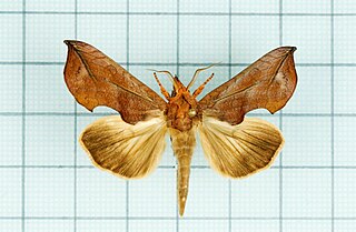 <i>Oraesia excavata</i> species of moth