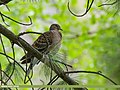 Oriental Turtle Dove (Streptopelia orientalis) (31466618368).jpg